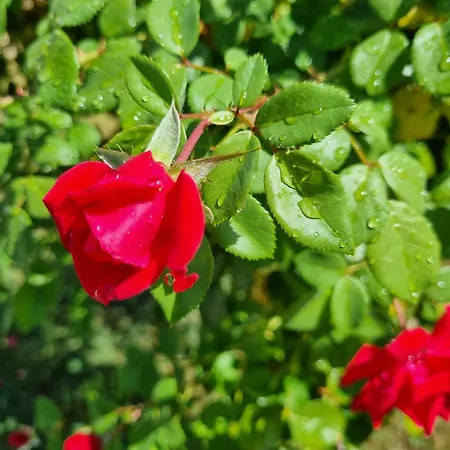 арната къща 펜션 *